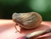 Agalmatium sp.